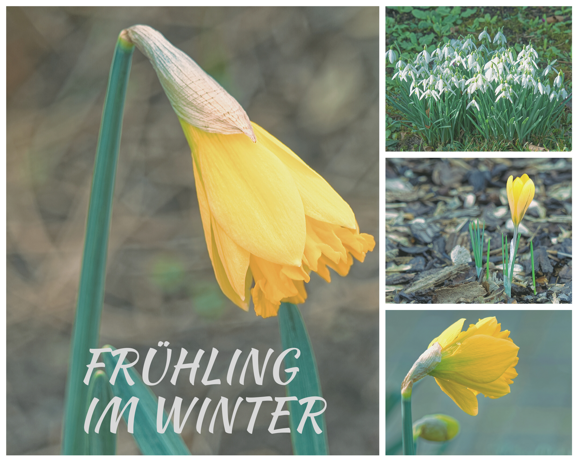 Titelbild Frühlingsblumen im Februar 2020