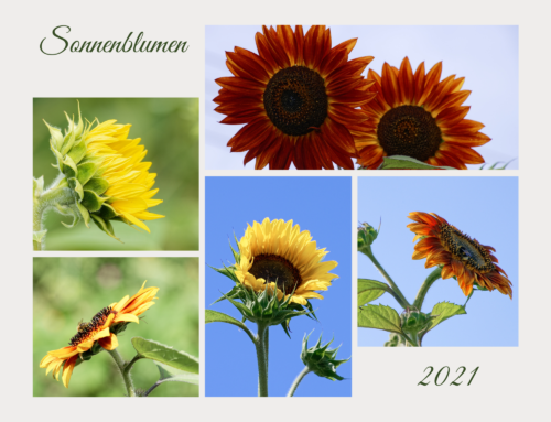 Son­nen­blu­men 2021