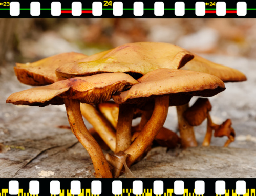 Wie mache ich beein­dru­cken­de Fotos von Pil­zen? Teil 2